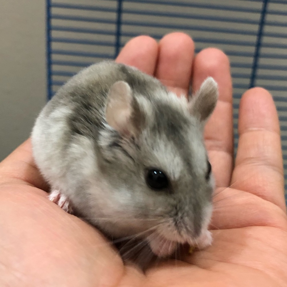 Meet your Posher, Tomoko